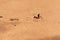 Sahara Desert Ant Cataglyphis bicolor running along the sand dunes