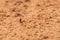Sahara Desert Ant Cataglyphis bicolor running along the sand dunes in Ras al Khaimah, United Arab Emirates