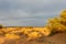 Sahara Desert, bushes in the sand dunes, Morocco, Africa