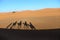 Sahara desert - Camel