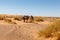 Sahara Desert, Camel Caravan in the Sand Dunes, Morocco