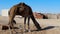 Sahara desert, dromedary camel