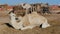 Sahara desert, dromedary camel