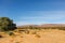 Sahara Desert, green bushes in the sand dunes in the mountains, Morocco, Africa