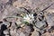 Sahara lily, battandiera amaena - Desert flower with white petal