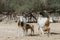 Sahara scimitar Oryx in nature reserve