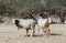 Sahara scimitar Oryx in nature reserve