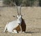 Sahara scimitar Oryx (Oryx leucoryx)