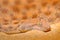 Saharan horned desert viper, Cerastes cerastes, in Northern Africa. Supraorbital