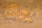 Saharan horned desert viper, Cerastes cerastes, sand, Northern Africa. Supraorbital