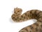 Saharan horned viper against white background