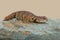 Saharan Spiny Tailed Lizard Uromastyx Geyri