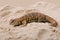 Saharan Spiny Tailed Lizard Uromastyx Geyri