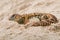 Saharan Spiny Tailed Lizard Uromastyx geyri