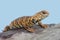 Saharan Spiny Tailed Lizard Uromastyx geyri