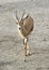 Saharawi Dorcas Gazelle