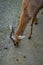 Saharian dorcas gazelle Gazella dorcas osiris in zoo Barcelona