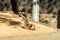 Saharian dorcas gazelle Gazella dorcas osiris in zoo Barcelona