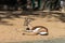 Saharian dorcas gazelle Gazella dorcas osiris in zoo Barcelona