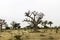 Sahel landscape with a baobab