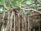 Sai Ngam Banyan tree in Phimai district, Nakhon ratchasima province, Thailand