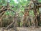 Sai Ngam Banyan tree in Phimai district, Nakhon ratchasima, Thailand