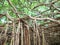 Sai Ngam Banyan tree in Phimai district, Nakhon ratchasima, Thailand