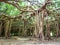 Sai Ngam Banyan tree in Phimai, Nakhon ratchasima province, Thailand