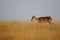 Saiga antelope in morning steppe