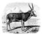 Saiga Antelope, vintage illustration