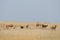 Saiga antelopes herd in morning steppe