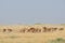 Saiga antelopes herd in morning steppe