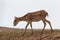 Saiga female. Saiga tatarica is listed in the Red Book