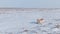 Saiga in winter during the rut. A male of Saiga antelope or Saiga tatarica walk in snow - covered steppe in winter