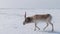 Saiga in winter during the rut. A male of Saiga antelope or Saiga tatarica walk in snow - covered steppe in winter