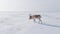 Saiga in winter during the rut. A male of Saiga antelope or Saiga tatarica walk in snow - covered steppe in winter