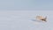 Saiga in winter during the rut. A male of Saiga antelope or Saiga tatarica walk in snow - covered steppe in winter