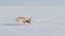 Saiga in winter during the rut. A male of Saiga antelope or Saiga tatarica walk in snow - covered steppe in winter