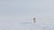 Saiga in winter during the rut. A male of Saiga antelope or Saiga tatarica walk in snow - covered steppe in winter