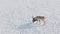 Saiga in winter during the rut. A male of Saiga antelope or Saiga tatarica walk in snow - covered steppe in winter