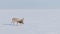 Saiga in winter during the rut. A male of Saiga antelope or Saiga tatarica walk in snow - covered steppe in winter