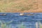 Saigas at a watering place drink water and bathe during strong heat and drought