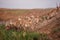 Saigas at a watering place drink water and bathe during strong heat and drought