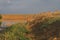 Saigas at a watering place drink water and bathe during strong heat and drought