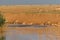 Saigas at a watering place drink water and bathe during strong heat and drought