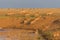 Saigas at a watering place drink water and bathe during strong heat and drought