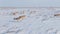 Saigas in winter during the rut. A herd of Saiga antelope or Saiga tatarica walks in snow - covered steppe in winter