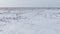 Saigas in winter during the rut. A herd of Saiga antelope or Saiga tatarica walks in snow - covered steppe in winter