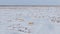 Saigas in winter during the rut. A herd of Saiga antelope or Saiga tatarica walks in snow - covered steppe in winter