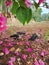 Saigon chick , pink flowers and soil in the village